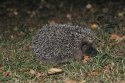 Hedgehog