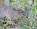 House Mouse