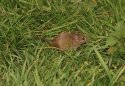 House Mouse