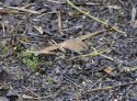 Harvest Mouse