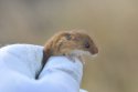 Harvest Mouse