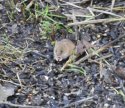 Harvest Mouse