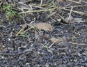 Harvest Mouse