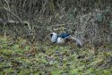 Lady Amherst's Pheasant