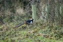 Lady Amherst's Pheasant