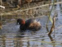 Little Grebe