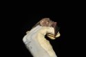 Lesser Horshoe Bat