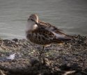 Little Stint