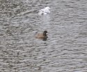 Lesser Scaup
