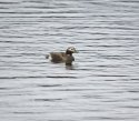 Long Tailed Duck