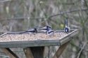 Long Tailed Tits