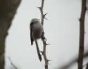 Northern Long Tailed Tit