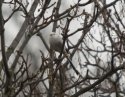 Northern Long Tailed Titt