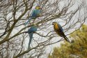 Blue and Yellow Macaw