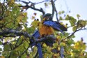 Blue and Yellow Macaw