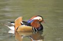 Mandarin