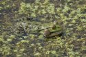 Marsh Frog