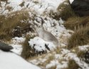 Mountain Hare