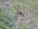 Muntjac