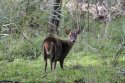 Muntjac
