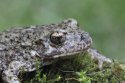 Southern Midwife Toad