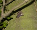 Natterer's Bat