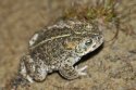 Natterjack Toad