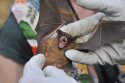 Noctule
