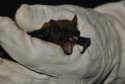 Noctule Bat