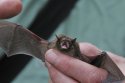 Nathusius' Pipistrelle