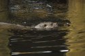 Otter