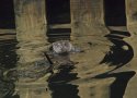 Otter