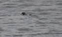 Otter