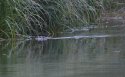 Otter