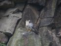 Peregrine Falcon