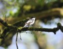 Pied Flycatcher