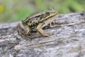 Pool Frog