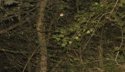 Soprano Pipistrelle