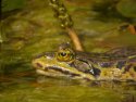 Pool Frog