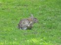 Rabbit