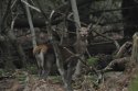 Red Deer