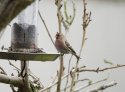 Lesser Redpoll