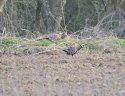 Reeve's Pheasant