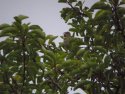 Common Rosefinch