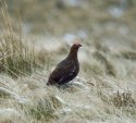 Red Grouse
