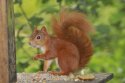 Red Squirrel