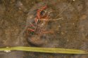 Red Swamp Crayfish