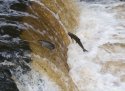 Atlantic Salmon