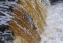 Atlantic Salmon