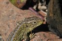 Sand Lizard